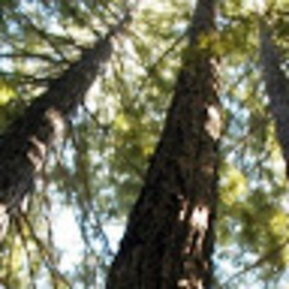 sequoiatree83